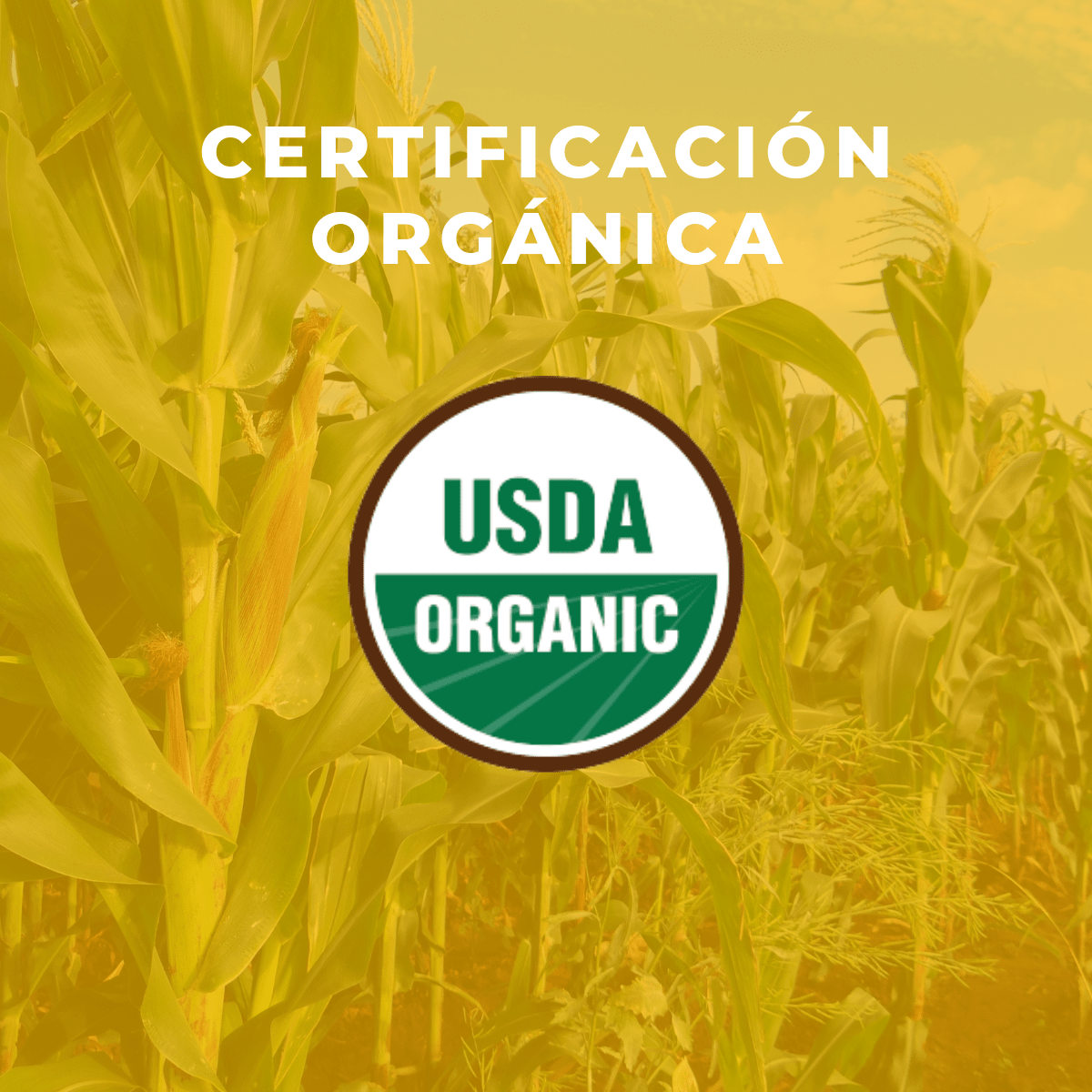 Pack Cúrcuma orgánica 220g + Jengibre orgánico 150g