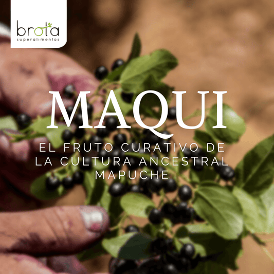 Maqui, el fruto curativo de la cultura ancestral mapuche - Brota Vida