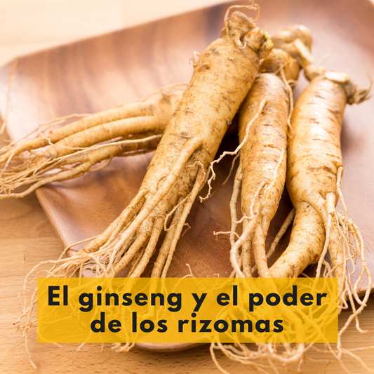 No creerás todos los beneficios que trae el ginseng a tu organismo