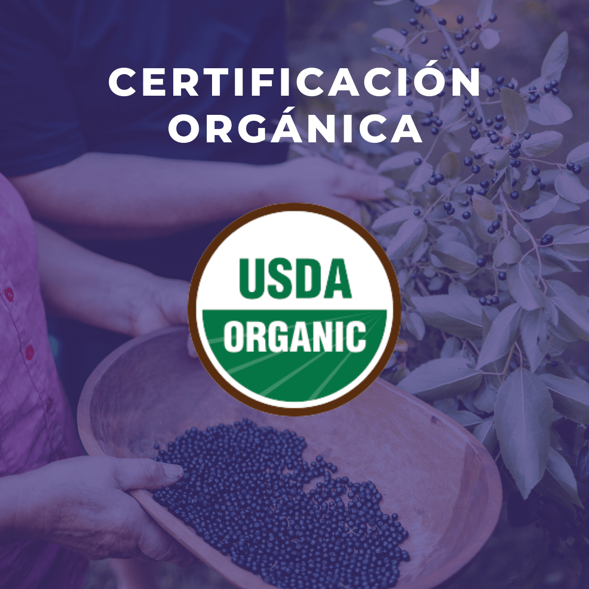 Pack Té Matcha orgánico + Maqui orgánico